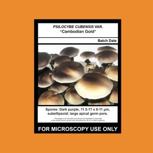 Cambodian Gold Spore Syringe