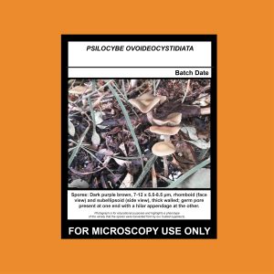 Psilocybe ovoideocystidiata Culture Syringe