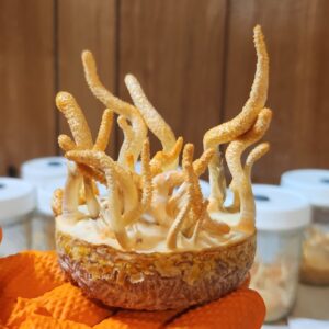 Cordyceps militaris Agar Wedge