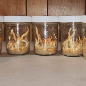 Cordyceps Kit