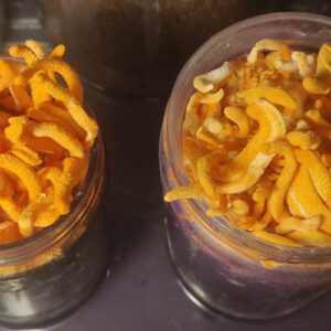 Cordyceps Liquid Culture (LC)