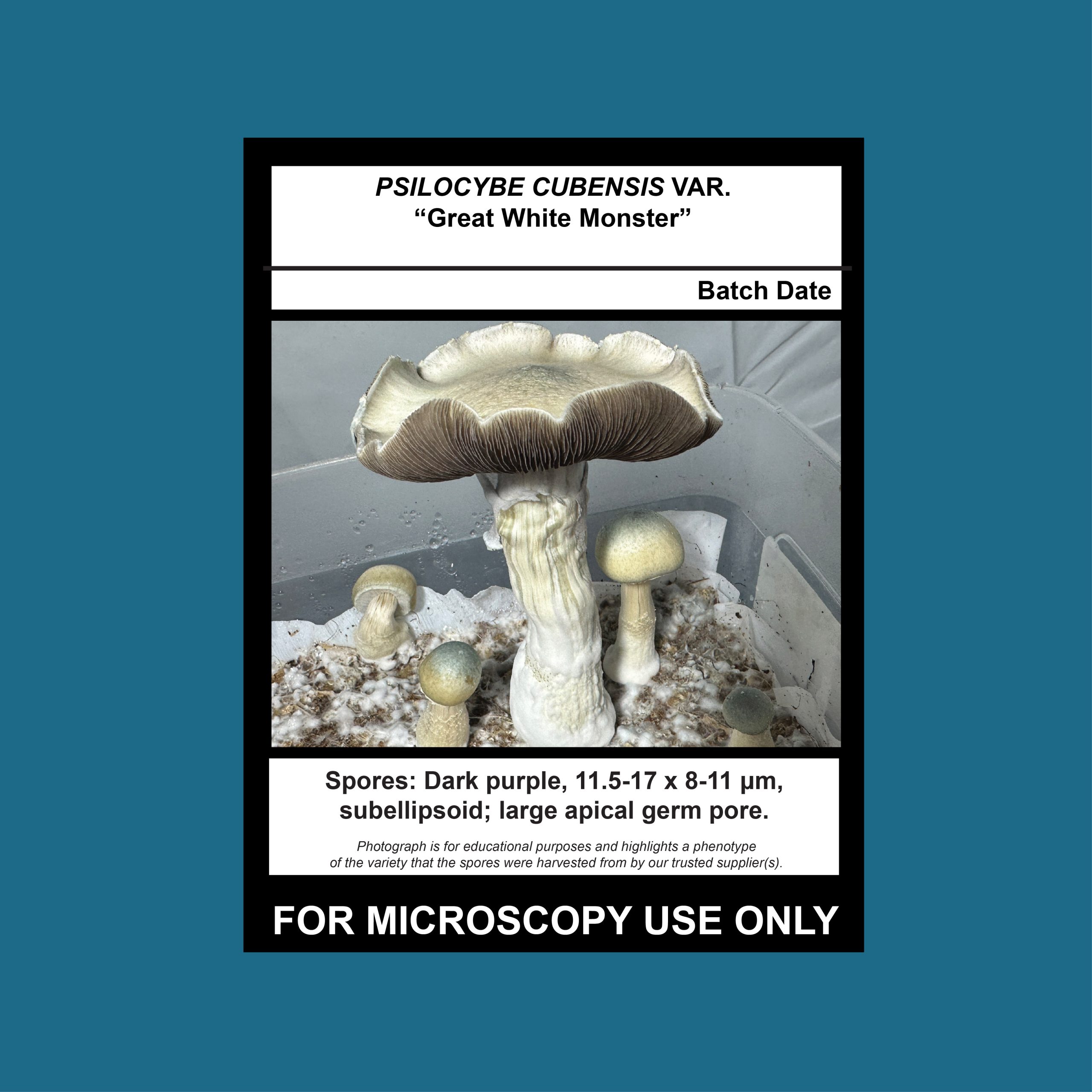Great White Monster Spore Swab – Mushroom Man Mycology