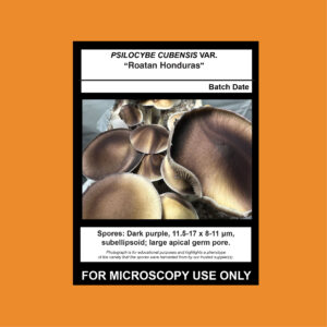 Roatan Honduras Spore Syringe