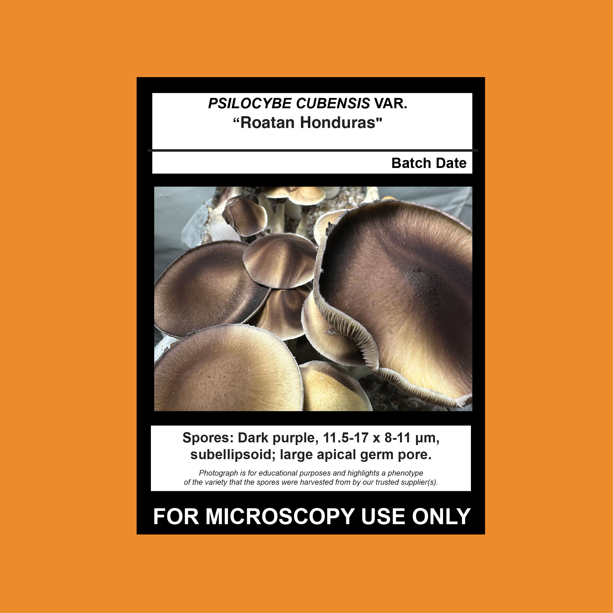 Suddan×Bogor×YM mix spore Roatan Honduras Spore Syringe – Mushroom Man Mycology