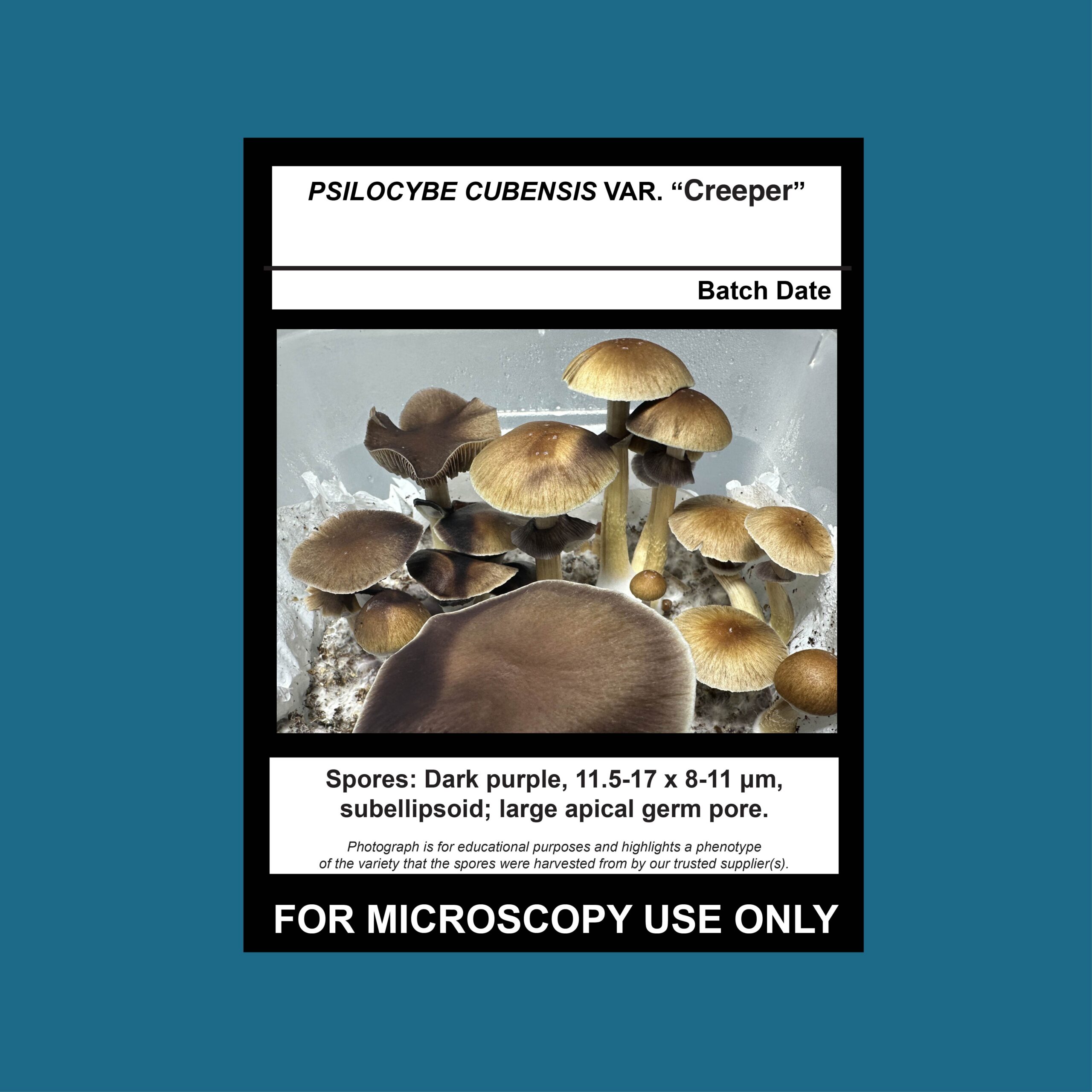 psilocybe cubensis clean spore print clean spore swab creeper variety