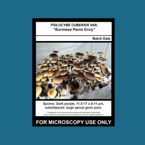 Burmese Penis Envy Spore Print