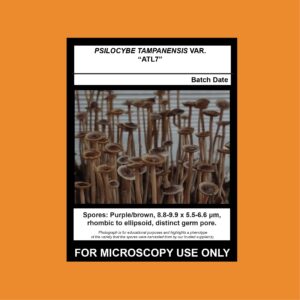 Psilocybe tampanensis var “Atl7” Isolate Syringe