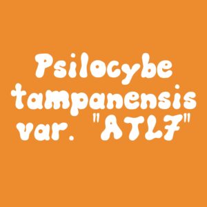 Psilocybe tampanensis var “Atl7” Isolate Syringe