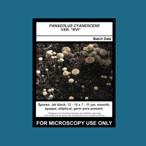 Panaeolus cyanescens var “British Virgin Islands; TTBVI” Spore Print