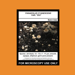 Panaeolus cyanescens var “British Virgin Islands; TTBVI” Spore Syringe