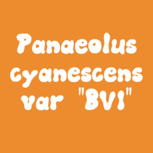 Panaeolus cyanescens var “British Virgin Islands; TTBVI” Spore Syringe
