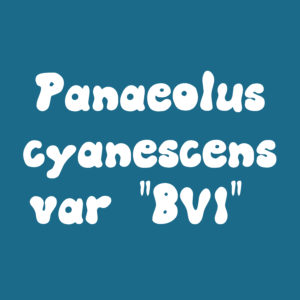 Panaeolus cyanescens var “British Virgin Islands; TTBVI” Spore Print