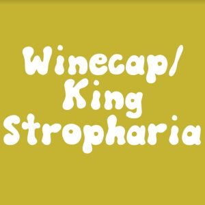 Winecap 3lb Sawdust Spawn Block