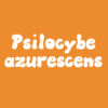 Psilocybe azurescens spore syringes