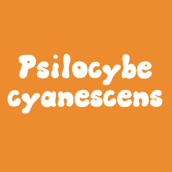 Psilocybe cyanescens spore syringes