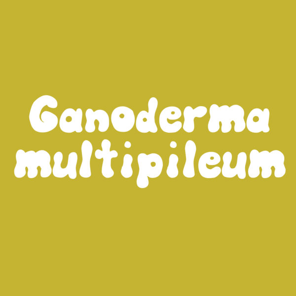 ganoderma multipileum culture