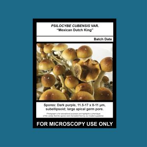 Mexican Dutch King Spore Print