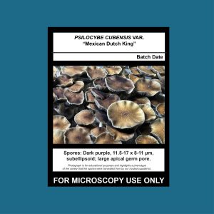 Mexican Dutch King Spore Print