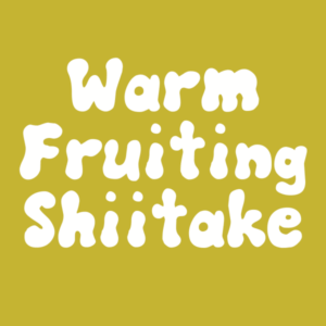 Shiitake (Warm Temperature Tolerant Fruiting) Agar Wedge