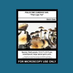 Thai Lipa Yai Spore Print