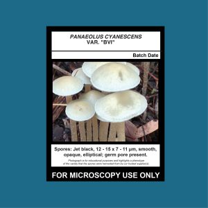 Panaeolus cyanescens var “British Virgin Islands; TTBVI” Spore Print