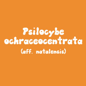 Psilocybe ochraceocentrata (formerly Ps. natalensis) Isolate Syringe