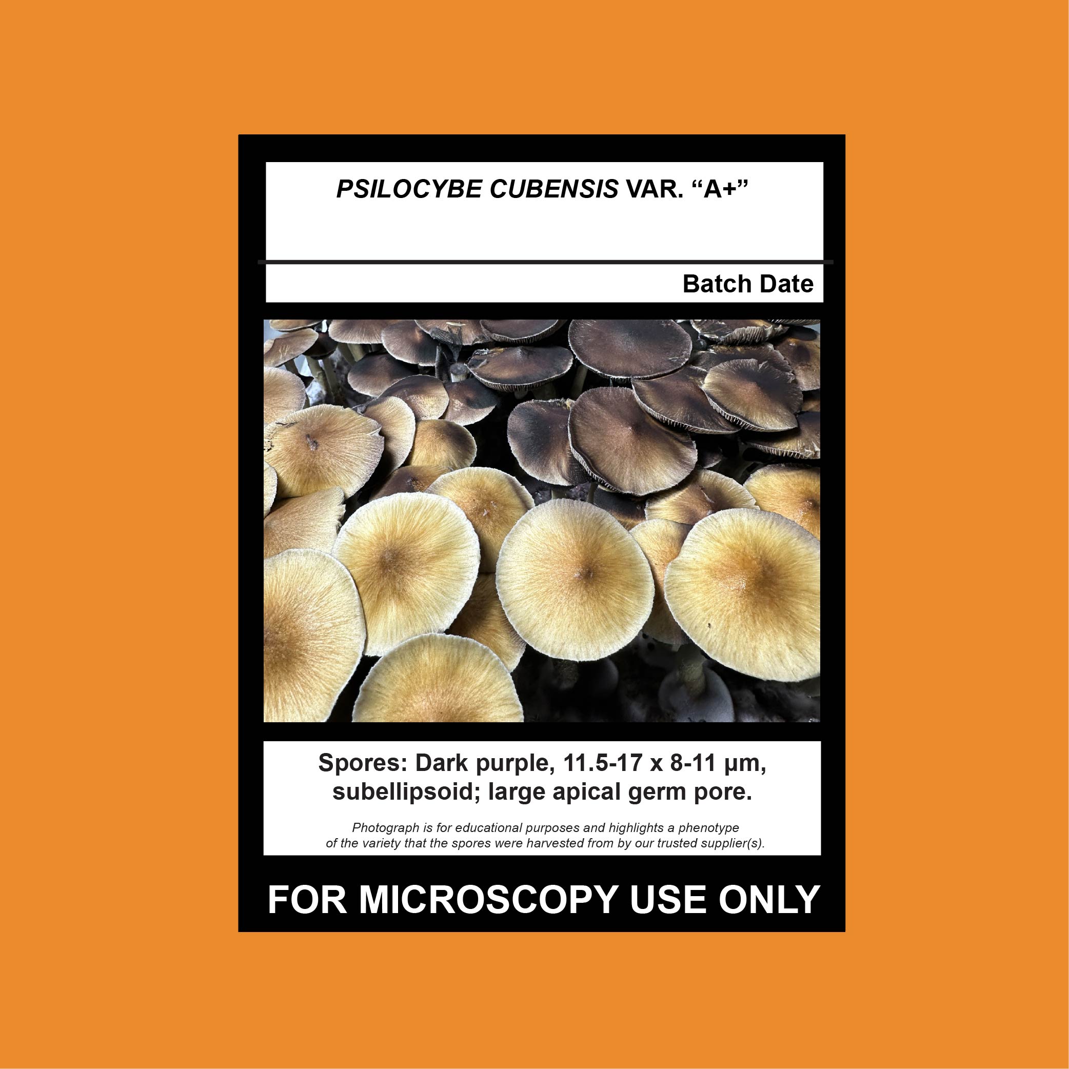 a+ psilocybe cubensis spore syringe. High quality