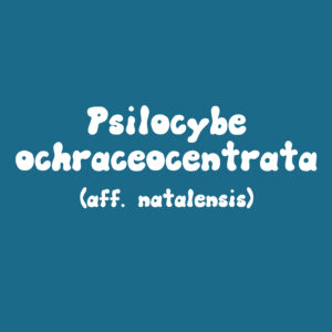 Psilocybe ochraceocentrata Spore Print