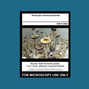 Psilocybe ochraceocentrata Spore Print