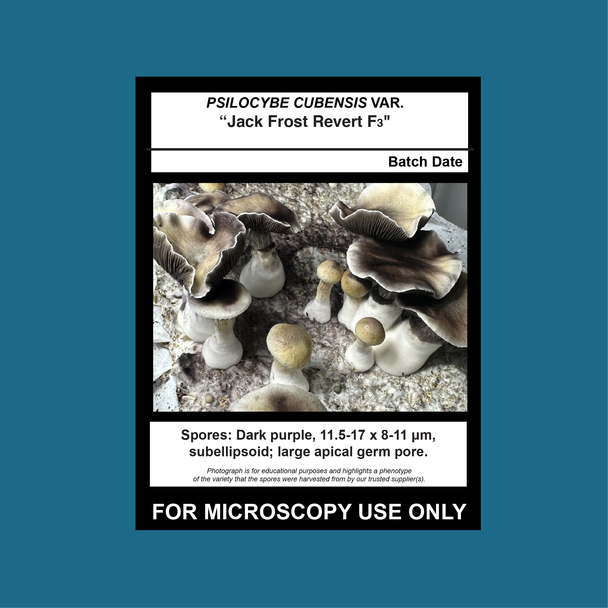 jack frost revert F3 spores - photo is F2 parent phenotype that produced these F3 spores